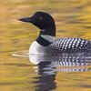Loon