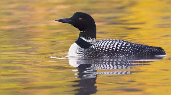 Loon