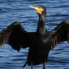 Cormorant