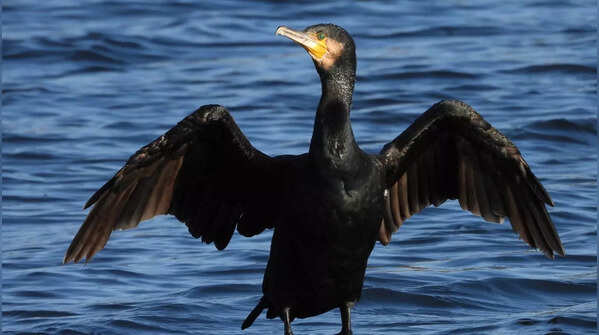 Cormorant