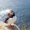Puffin
