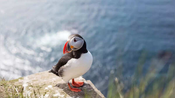 Puffin