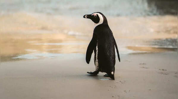 Penguin