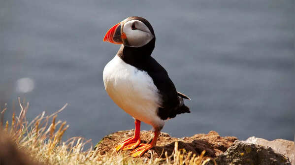 7 fascinating birds that can swim underwater like fish