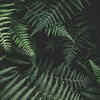 Fern