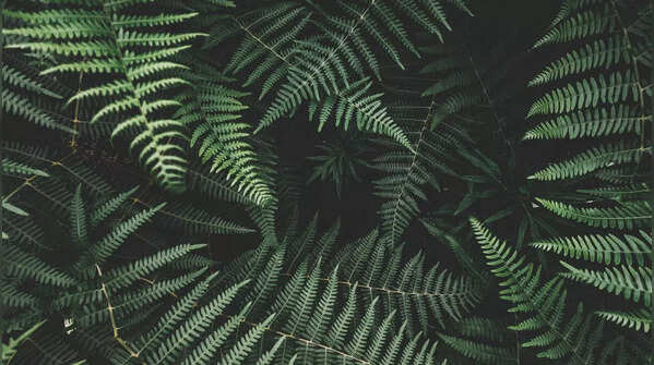 Fern