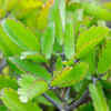 Bryophyllum (Miracle Leaf)