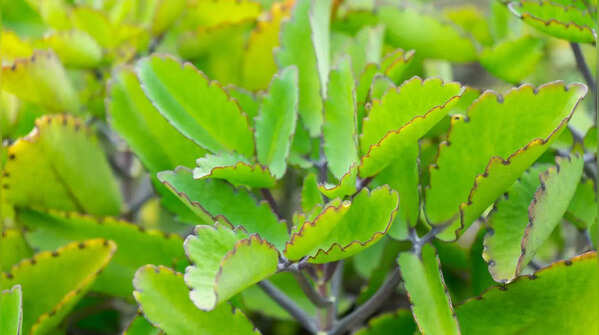Bryophyllum (Miracle Leaf)