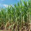 Sugarcane
