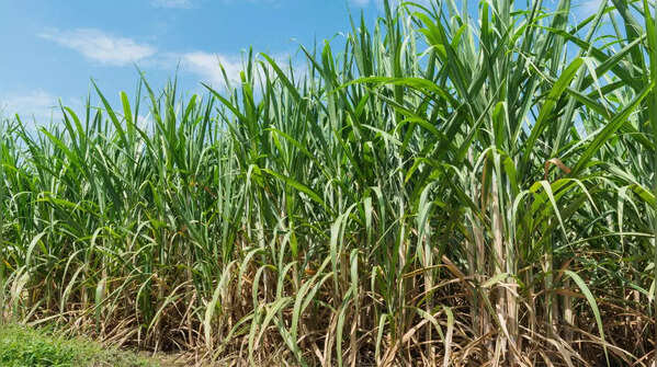 Sugarcane