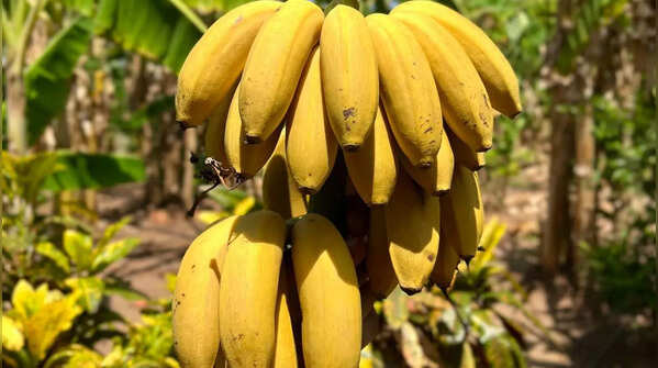Banana
