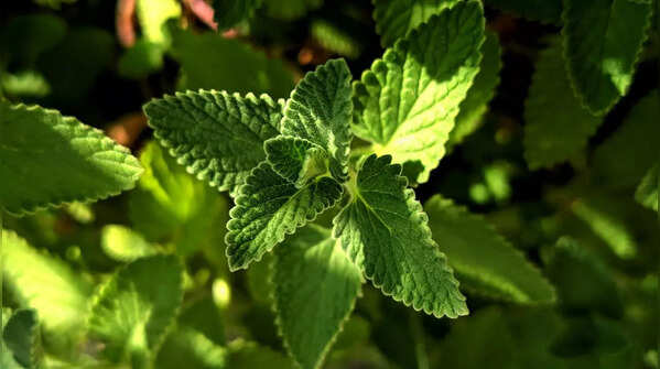 Mint
