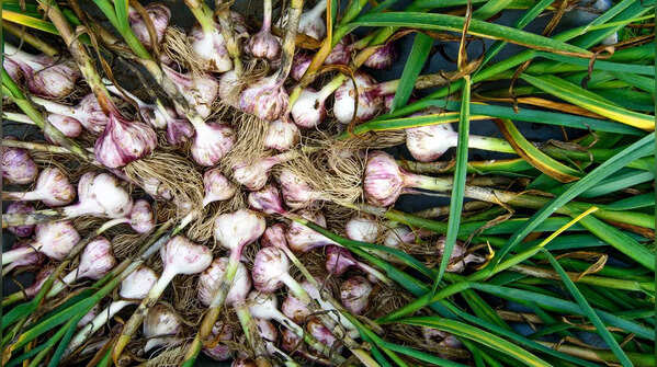 Garlic