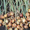 Onion