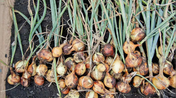 Onion