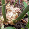Ginger