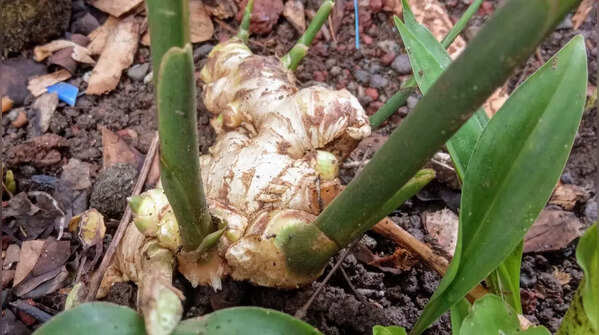 Ginger