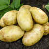 Potato