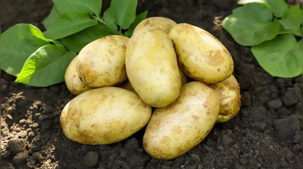 Potato