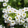 Sweet Alyssum