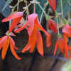Begonia
