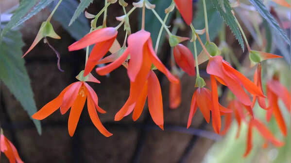 Begonia