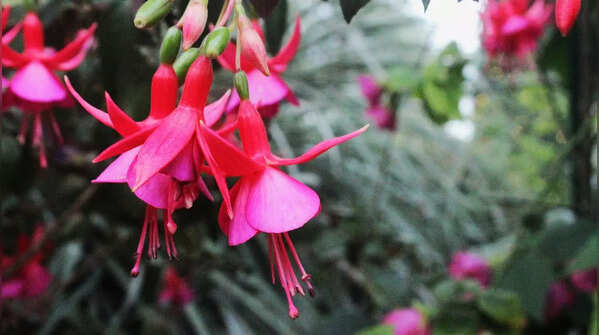 Fuchsia