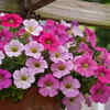 Petunia