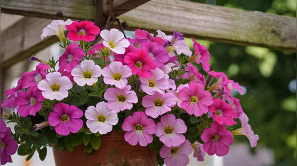 Petunia