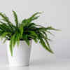 Boston Fern