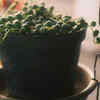 String of Pearls