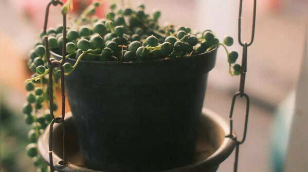 String of Pearls