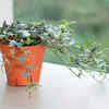 English Ivy