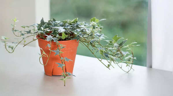 English Ivy