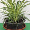 Spider Plant