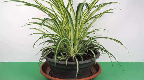 Spider Plant