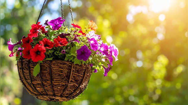 8 gorgeous plants that turn hanging baskets into living art