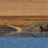 Article image for: Explore the nearby Chambal Gharial Sanctuary