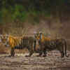 Article image for: 5 important things to do when visiting <i class="tbold">ranthambore national park</i>