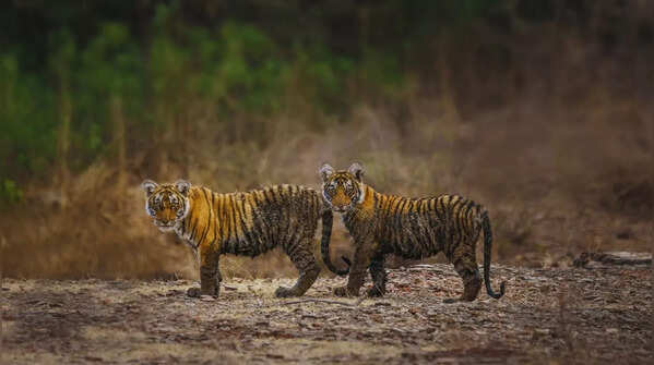 5 important things to do when visiting Ranthambore National Park