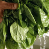 Spinach: Iron for the roots