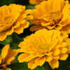 Zinnias