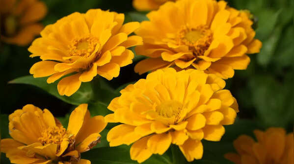 Zinnias