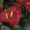 Anthuriums