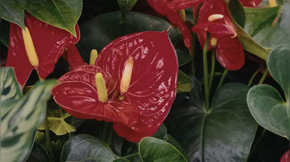 Anthuriums
