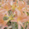 Lilies
