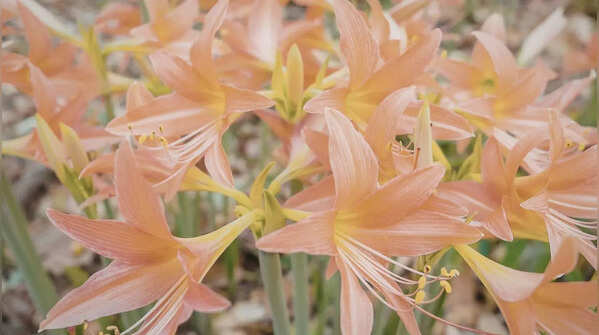 Lilies