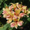 Alstroemeria (Peruvian Lily)
