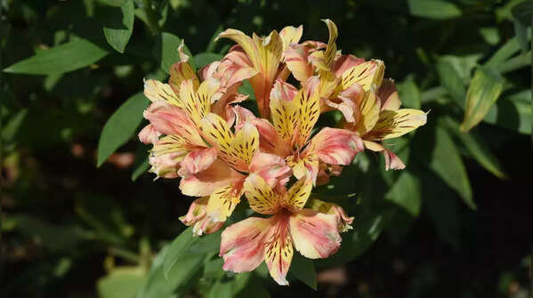 Alstroemeria (Peruvian Lily)