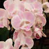 Orchids